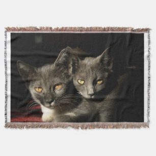 Couverture Cats gris - Photo Blanche