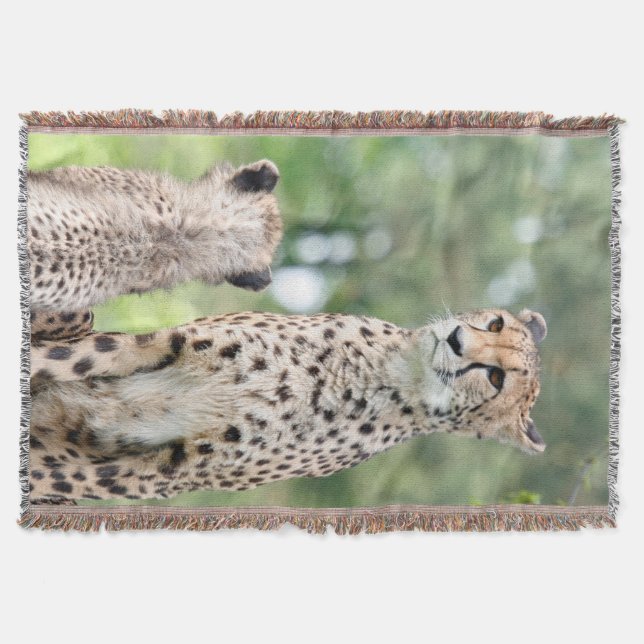Couverture Cheetah 004 (Devant)