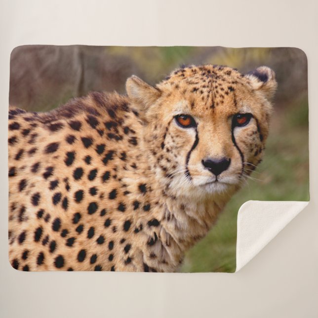 Couverture Cheetah Sherpa (Devant (Horizontal))