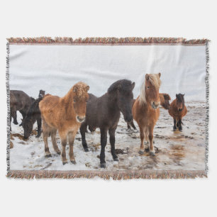 Couverture Cheval islandais en hiver en Islande