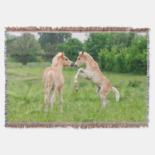Couverture Chevaux Haflinger mignonette poulains de l'élevage (Devant)