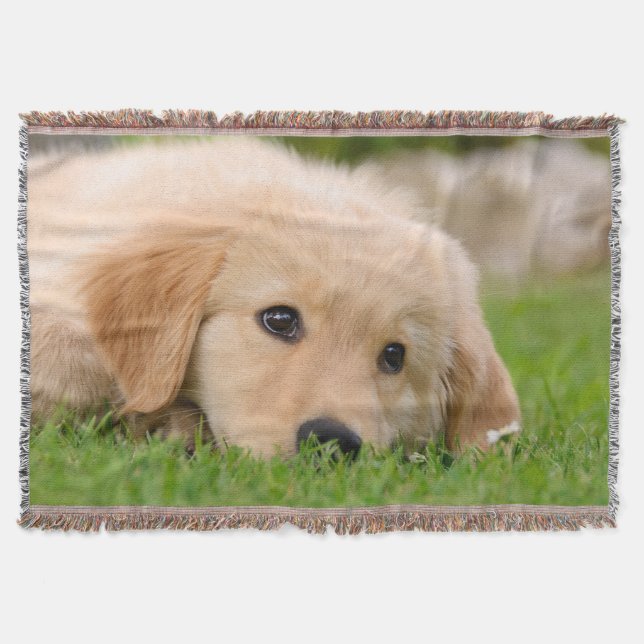 Couverture Chiot mignon de chien de golden retriever rêvant, (Devant)