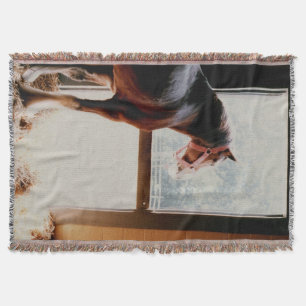 Couverture Clydesdale