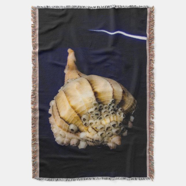 Couverture Coquille d'escargots de mer avec Barnacles (devant Vertical)