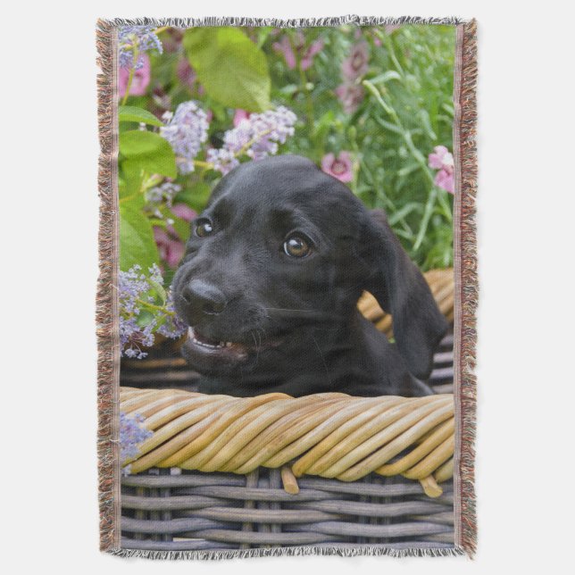 Couverture Cuisine Black Labrador Retriever Chien Chiot Chiot (devant Vertical)