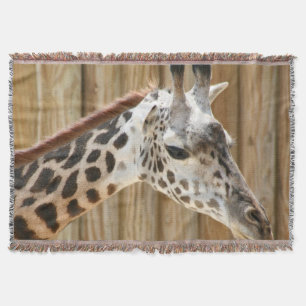 Couverture de lancement de la photo Giraffe