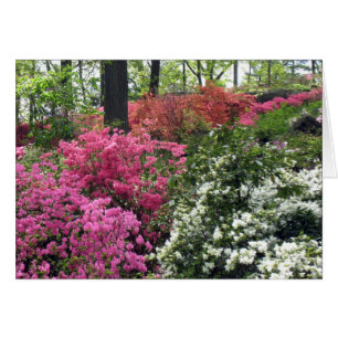 Couverture de l'azalée