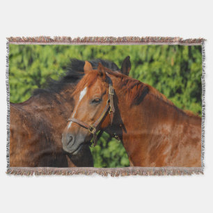 Couverture Deux beaux chevaux de châtaignes au soleil