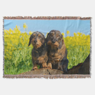 Couverture Deux chiens mignons Dachshund Dackel Portrait Phot