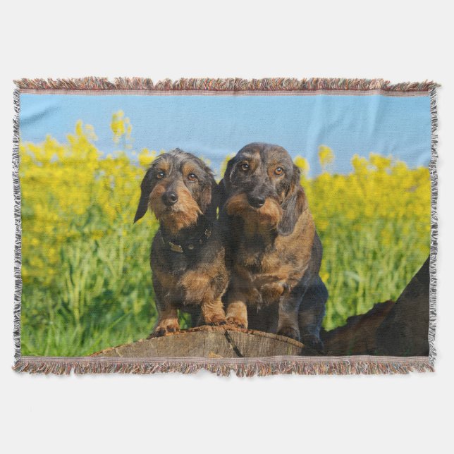 Couverture Deux chiens mignons Dachshund Dackel Portrait Phot (Devant)