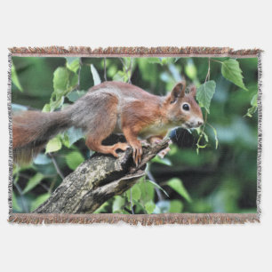 Couverture Écureuil rouge dans l'arbre