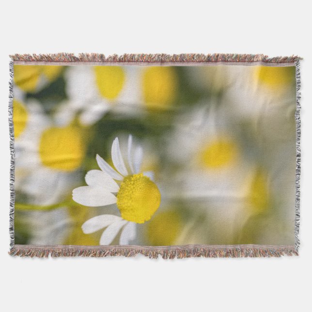 Couverture Fleur de camomille en gros plan, Hongrie (Devant)