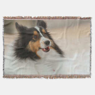 Couverture Happy Shelty