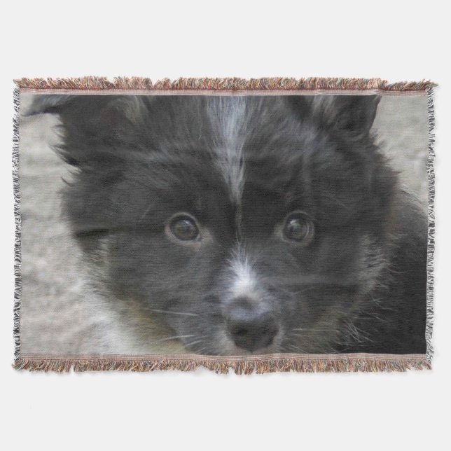 Couverture Icelandic Sheepdog 2014-0802 (Devant)