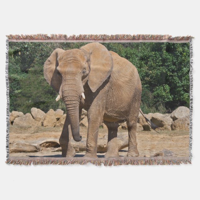 Couverture jetée d'éléphant mâle (Devant)