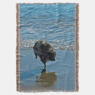 Couverture Keeshond Ballet Photographie - Joli chien d'origin