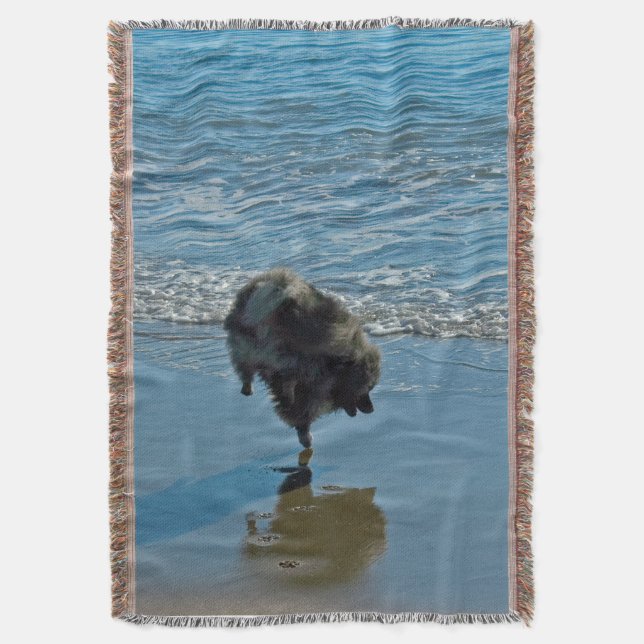 Couverture Keeshond Ballet Photographie - Joli chien d'origin (devant Vertical)
