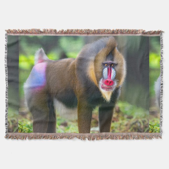 Couverture La faune africaine (The highlight is its vibrant facial features and expressive eyes.)