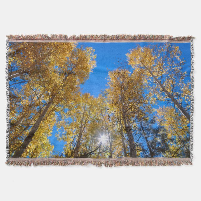 Couverture Le soleil éclate à travers les arbres (Devant)