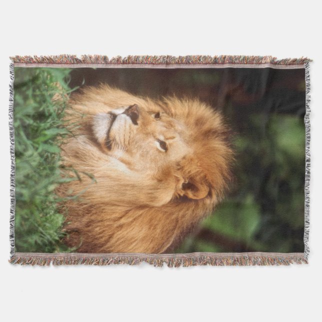 Couverture Lion adulte mâle (Devant)