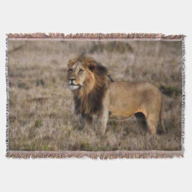 Couverture Lion d'Afrique Lance Blanket (Devant)