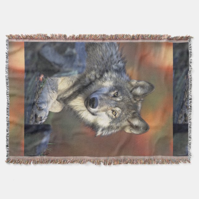 Couverture Loups Gris Loup Canis_lupus (Devant)