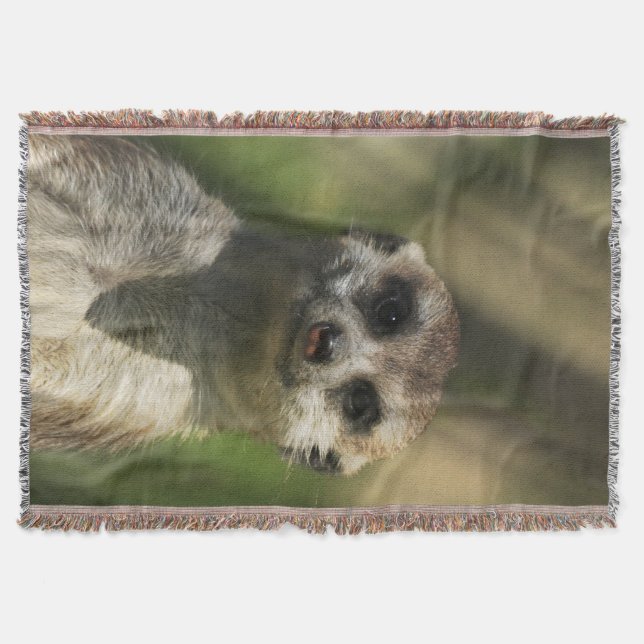 Couverture Meerkat 034 (Devant)