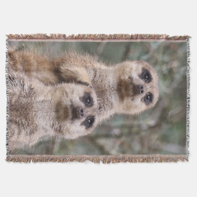 Couverture Meerkat 035 (Devant)