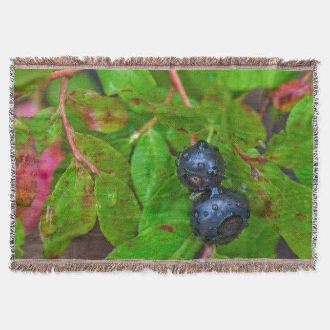 Couverture Myrtille mûre sous une pluie légère (Devant)