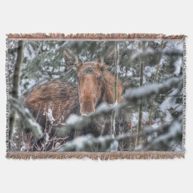 Couverture Oie canadienne sauvage en forêt d'hiver (Devant)