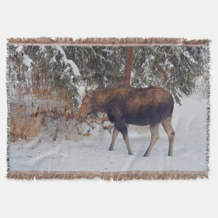 Couverture Oie canadienne sauvage en neige d'hiver IV