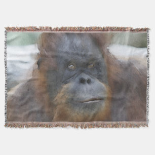 Couverture Orang aquarelle