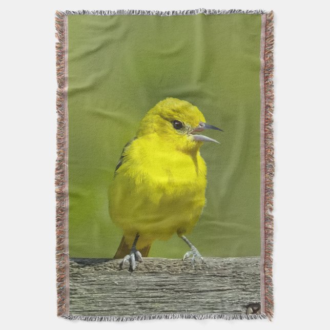 Couverture Orchard Oriole - Photo originale (devant Vertical)