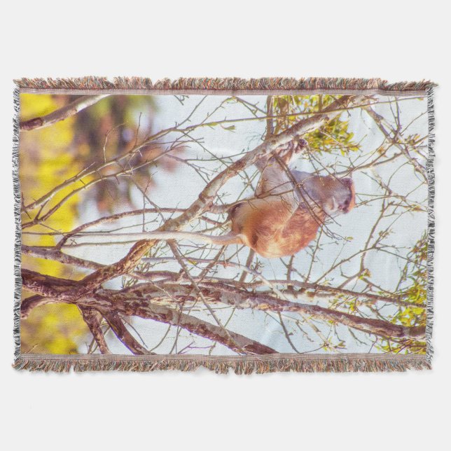 Couverture Patas est au sommet d'un arbre (Devant)