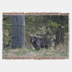Couverture Pâturage Ours noir sauvage Photo Faune