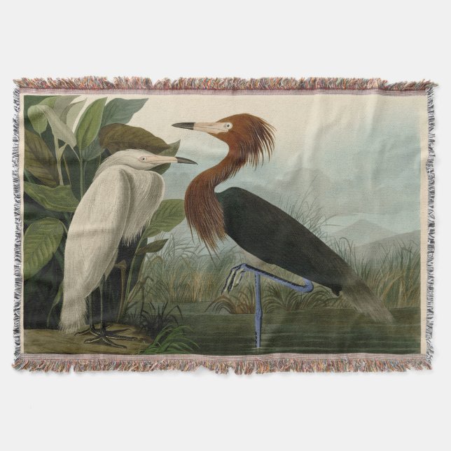 Couverture Peinture de la faune d'Audubon Heron violet (Devant)