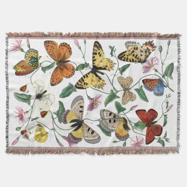 Couverture Peinture vintage de papillon et de papillon (Devant)