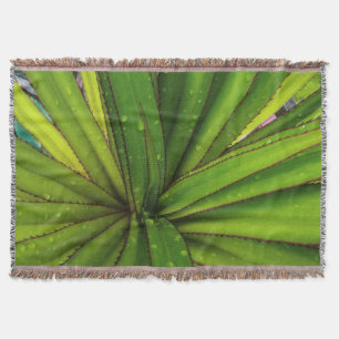 Couverture Pluie du matin sur le pandanus