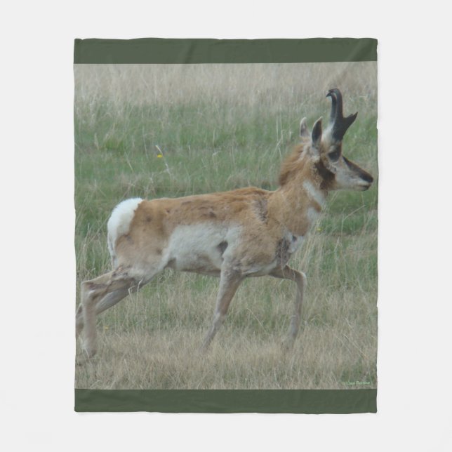 Couverture Polaire A32 Antilope d'Amérique mâle (Devant)