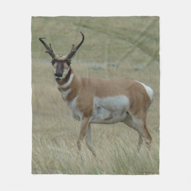 Couverture Polaire A33 Pronghorn Antelope Big Buck Crooked Horns (Devant)