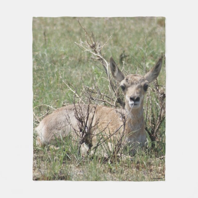 Couverture Polaire A7 bébé antilope pronghorn (Devant)
