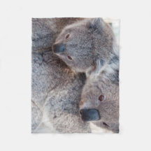Adorables koalas gris duveteux