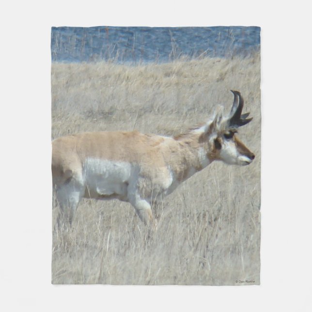 Couverture Polaire Antilope d'Amérique A25 (Devant)