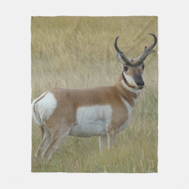 Couverture Polaire Antilope d'Amérique mâle A1 (Devant)