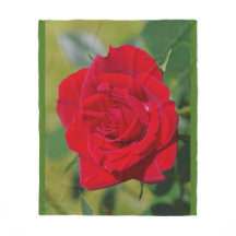 Beauté de rose rouge