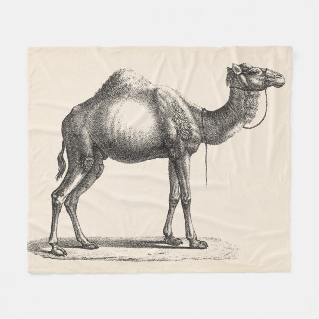 Couverture Polaire Brodtmann Dromedary Camel croquis (Devant (Horizontal))
