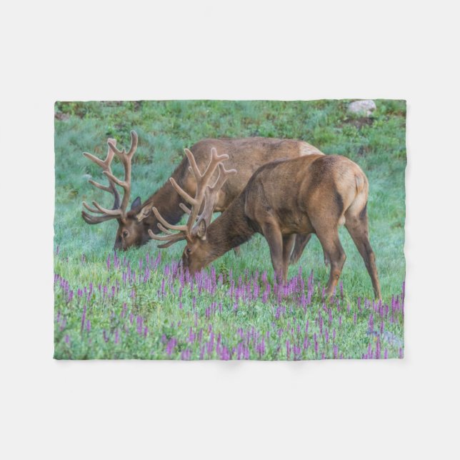 Couverture Polaire Bull Elks Rocky Mountain National Park, Colorado (Devant (Horizontal))