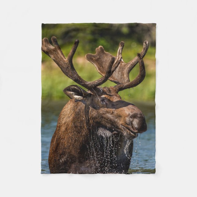 Couverture Polaire Bull Moose | Parc national du Glacier Montana (Devant)