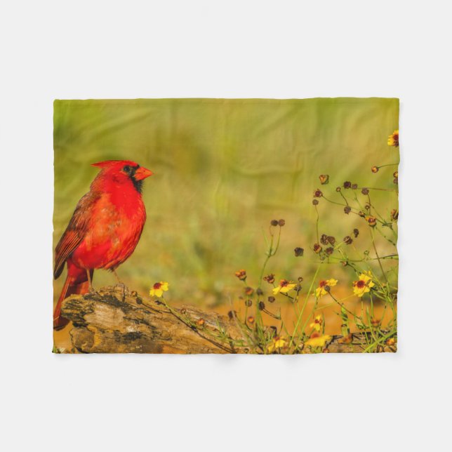 Couverture Polaire Cardinal mâle sur une bûche (Devant (Horizontal))
