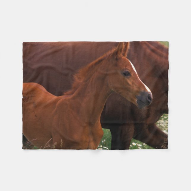 Couverture Polaire Cheval Arabe près de Mère (Devant (Horizontal))